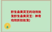 野生桑黄灵芝的功效批发野生桑黄灵芝：神奇功效折扣批发)