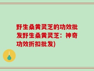野生桑黄灵芝的功效批发野生桑黄灵芝：神奇功效折扣批发)