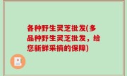 各种野生灵芝批发(多品种野生灵芝批发，给您新鲜采摘的保障)