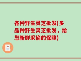 各种野生灵芝批发(多品种野生灵芝批发，给您新鲜采摘的保障)