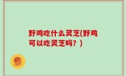 野鸡吃什么灵芝(野鸡可以吃灵芝吗？)