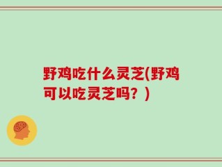野鸡吃什么灵芝(野鸡可以吃灵芝吗？)