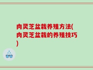 肉灵芝盆栽养殖方法(肉灵芝盆栽的养殖技巧)