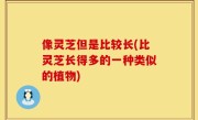 像灵芝但是比较长(比灵芝长得多的一种类似的植物)