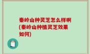 秦岭山种灵芝怎么样啊(秦岭山种植灵芝效果如何)