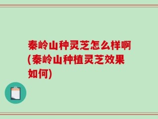 秦岭山种灵芝怎么样啊(秦岭山种植灵芝效果如何)