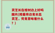 灵芝长在棺材边上好吗图片(陵墓旁边竟长出灵芝，究竟意味着什么？)
