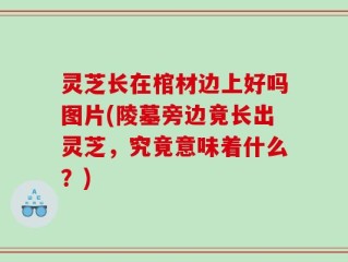 灵芝长在棺材边上好吗图片(陵墓旁边竟长出灵芝，究竟意味着什么？)