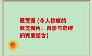 灵芝图 (令人惊叹的灵芝图片：自然与奇迹的完美结合)
