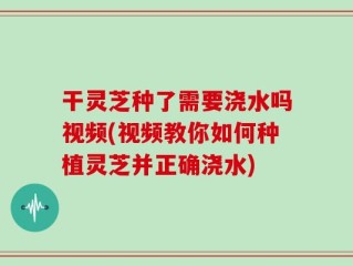 干灵芝种了需要浇水吗视频(视频教你如何种植灵芝并正确浇水)