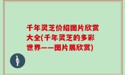 千年灵芝价绍图片欣赏大全(千年灵芝的多彩世界——图片展欣赏)