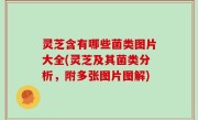 灵芝含有哪些菌类图片大全(灵芝及其菌类分析，附多张图片图解)