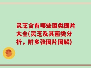 灵芝含有哪些菌类图片大全(灵芝及其菌类分析，附多张图片图解)