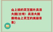 山上摘的灵芝图片高清大图(壮观！高清大图展现山上灵芝的美丽景象)