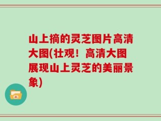 山上摘的灵芝图片高清大图(壮观！高清大图展现山上灵芝的美丽景象)