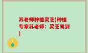 苏老师种植灵芝(种植专家苏老师：灵芝驾到)