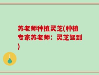 苏老师种植灵芝(种植专家苏老师：灵芝驾到)