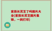 紫薇长灵芝了吗图片大全(紫薇长灵芝图片集锦，一网打尽)