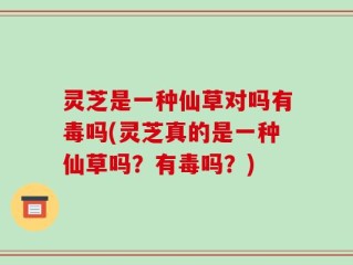 灵芝是一种仙草对吗有毒吗(灵芝真的是一种仙草吗？有毒吗？)