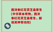 西洋参红花灵芝桑寄生(中华草本奇物，西洋参红花灵芝桑寄生，解读其神奇功效)