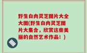 野生白肉灵芝图片大全大图(野生白肉灵芝图片大集合，欣赏这些美丽的自然艺术作品！)