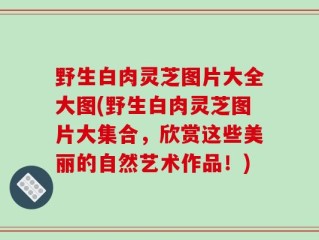 野生白肉灵芝图片大全大图(野生白肉灵芝图片大集合，欣赏这些美丽的自然艺术作品！)