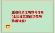 金边红灵芝功效与作用(金边红灵芝的功效与作用详解)