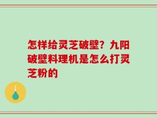 怎样给灵芝破壁？九阳破壁料理机是怎么打灵芝粉的