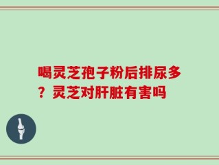 喝灵芝孢子粉后排尿多？灵芝对肝脏有害吗