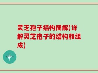 灵芝孢子结构图解(详解灵芝孢子的结构和组成)