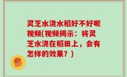 灵芝水浇水稻好不好呢视频(视频揭示：将灵芝水浇在稻田上，会有怎样的效果？)