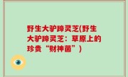 野生大驴蹄灵芝(野生大驴蹄灵芝：草原上的珍贵“财神菌”)