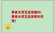 黑色大灵芝盆景图片(黑色大灵芝盆景照片欣赏)