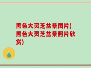 黑色大灵芝盆景图片(黑色大灵芝盆景照片欣赏)
