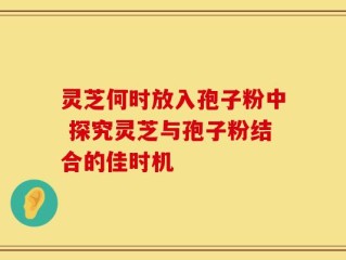 灵芝何时放入孢子粉中 探究灵芝与孢子粉结合的佳时机