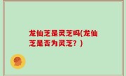 龙仙芝是灵芝吗(龙仙芝是否为灵芝？)