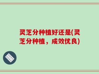 灵芝分种植好还是(灵芝分种植，成效优良)