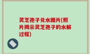 灵芝孢子兑水图片(照片揭示灵芝孢子的水解过程)