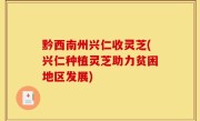 黔西南州兴仁收灵芝(兴仁种植灵芝助力贫困地区发展)
