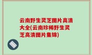 云南野生灵芝图片高清大全(云南珍稀野生灵芝高清图片集锦)