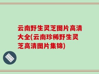 云南野生灵芝图片高清大全(云南珍稀野生灵芝高清图片集锦)