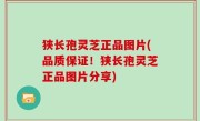 狭长孢灵芝正品图片(品质保证！狭长孢灵芝正品图片分享)