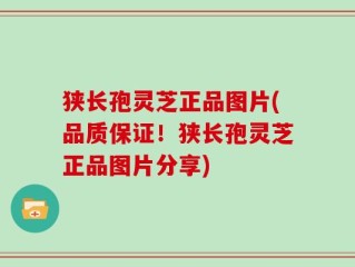 狭长孢灵芝正品图片(品质保证！狭长孢灵芝正品图片分享)