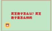 灵芝孢子怎么认？灵芝孢子是怎么样的