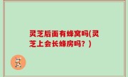 灵芝后面有蜂窝吗(灵芝上会长蜂房吗？)