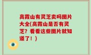 高霞山有灵芝卖吗图片大全(高霞山是否有灵芝？看看这些图片就知道了！)