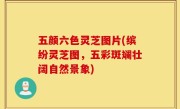 五颜六色灵芝图片(缤纷灵芝图，五彩斑斓壮阔自然景象)