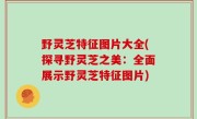 野灵芝特征图片大全(探寻野灵芝之美：全面展示野灵芝特征图片)