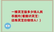 一棵灵芝值多少钱人民币图片(看图识灵芝：这株灵芝价格惊人！)