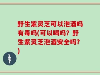 野生紫灵芝可以泡酒吗有毒吗(可以喝吗？野生紫灵芝泡酒安全吗？)